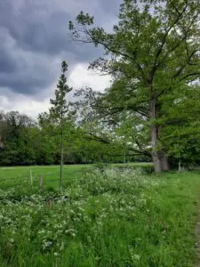 foto van een groen veld buiten, met een boom. 