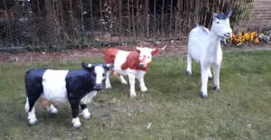 De dieren in de tuin van Het Stalkaarsenhuis, woonzorglocatie voor mensen met dementie in Gorinchem. Margreeth blogt over haar werk als helpende. 