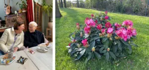 Tweeluik. Op de linkerfoto Eugenie en haar moeder op een privéfoto. Ze lachen naar elkaar tijdens een uitje. Op de rechterfoto de rododendron die Eugenie aan Het Boomgaardhuis gaf na het overlijden van haar moeder.