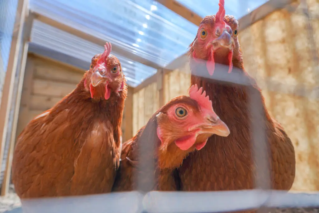 Een foto van de kippen bij Het Snijdelhuis van Dagelijks Leven waar mensen met dementie kleinschalig en betaalbaar wonen in een particuliere zorginstelling