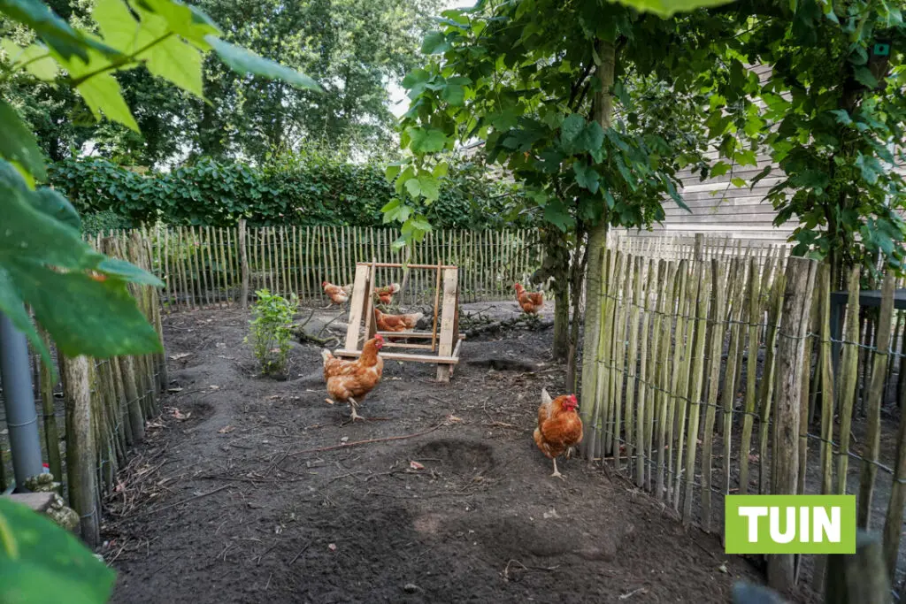 Een foto van de kippenren in de tuin van Het Risdamhuis van Dagelijks Leven waar mensen met dementie kleinschalig en betaalbaar wonen in een particuliere zorginstelling