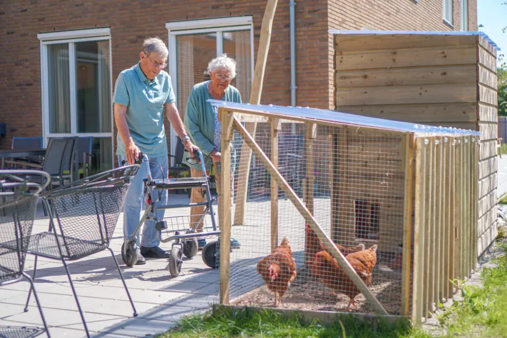 Een echtpaar met dementie kijken naar de kippen en voeren ze in de woonzorglocatie van Dagelijks Leven voor mensen met dementie