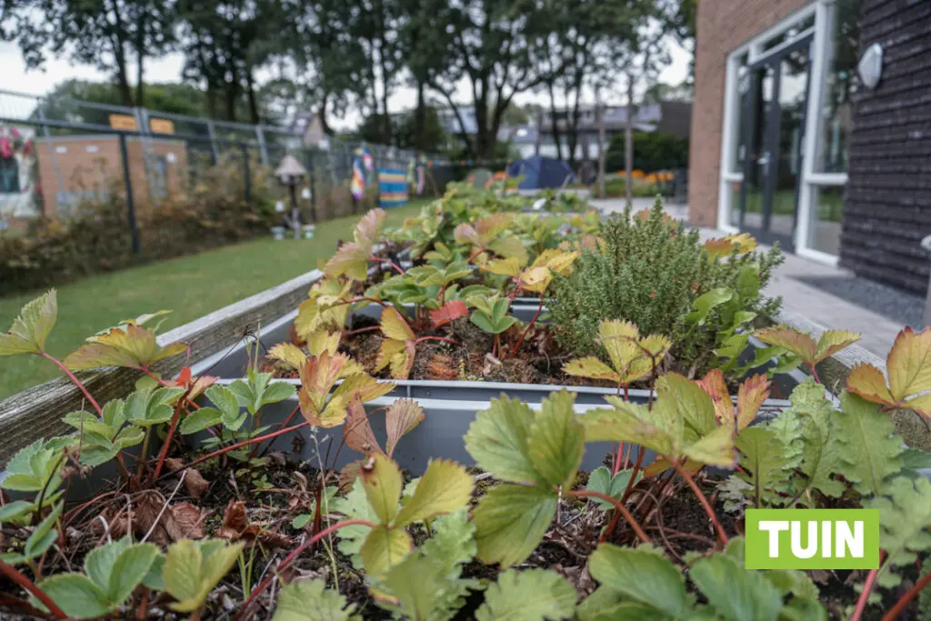 Moestuinbakken in de tuin in Hoogeveen voor mensen met dementie