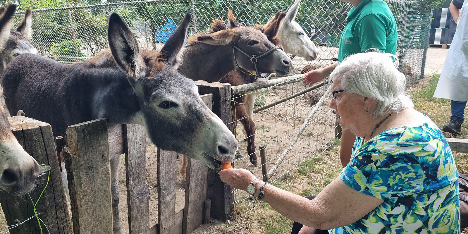 Kleine hartenwensen maken een groot verschil voor de bewoners met dementie, weet GVP Pieter. Zoals voor de bewoonster op de foto, die een ezel voert.