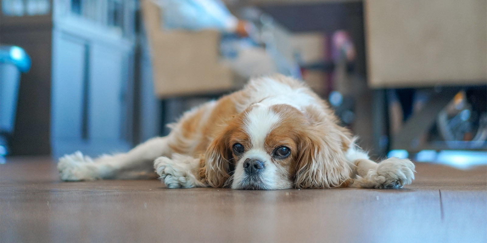 Een hondje ligt op de grond in een woonzorglocatie van Dagelijks Leven voor mensen met dementie. Ter illustratie bij een nieuwsbericht over honden knuffelen in Het Toorenhuis, Middelburg.