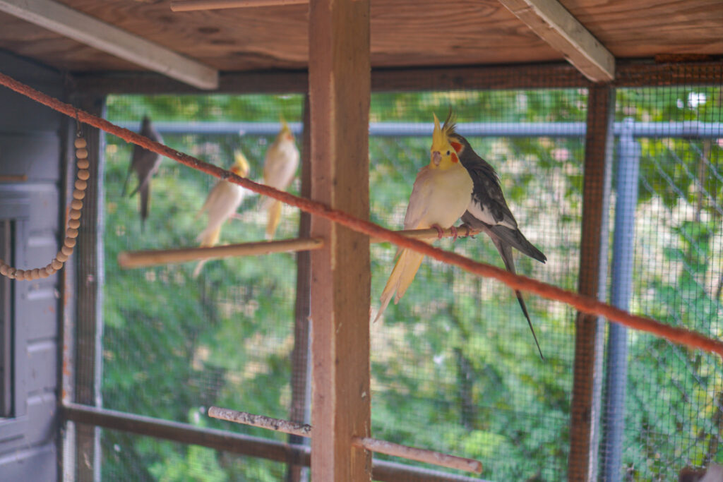 Een foto van de vogels bij Het Socrateshuis van Dagelijks Leven waar mensen met dementie kleinschalig en betaalbaar wonen in een particuliere zorginstelling