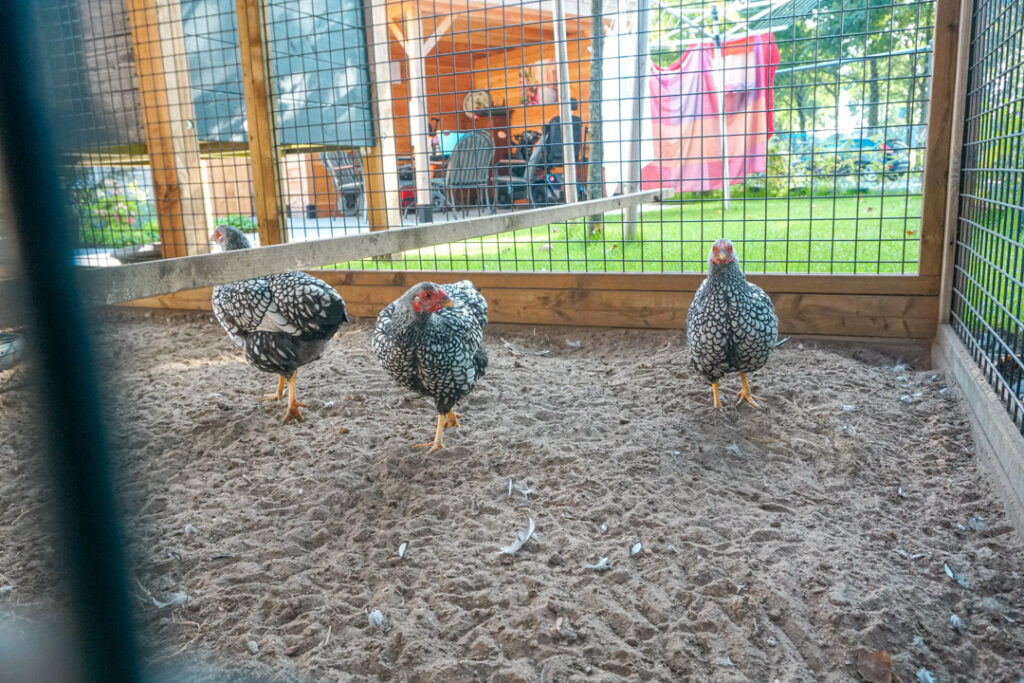 Een foto van de kippen bij Het Heiakkerhuis van Dagelijks Leven waar mensen met dementie kleinschalig en betaalbaar wonen in een particuliere zorginstelling