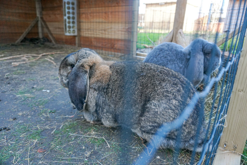 Een foto van de konijnen bij Het Verkeerstorenhuis van Dagelijks Leven waar mensen met dementie kleinschalig en betaalbaar wonen in een particuliere zorginstelling