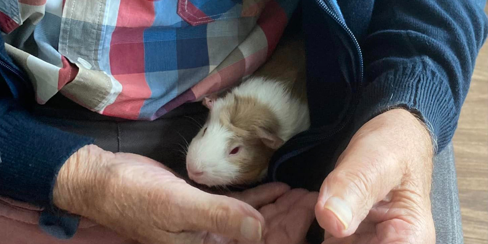 Een cavia op schoot bij een van de bewoners met dementie van Het Braassemhuis, onze kleinschalige woonvorm in Roelofarendsveen. Daar was de KRO-NCRV op bezoek.